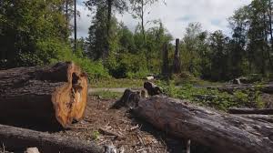 Best Tree Disease Treatment  in Coto De Za, CA