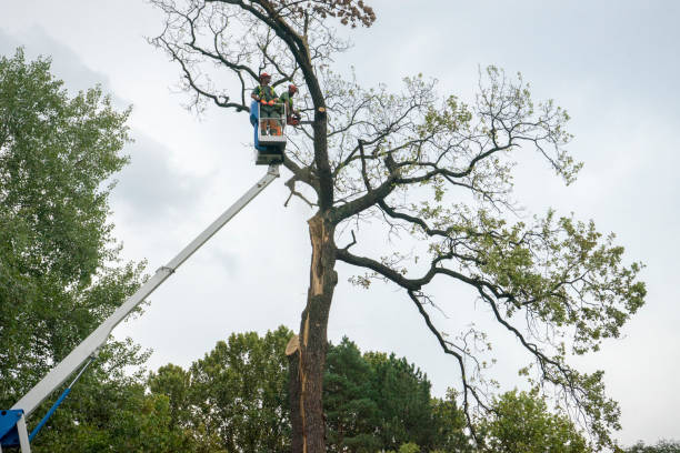 Best Arborist Consultation Services  in Coto De Za, CA
