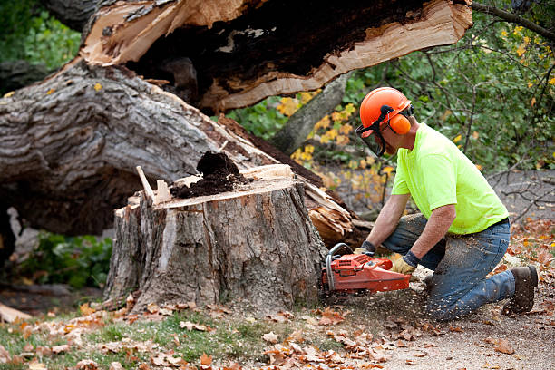  Coto De Za, CA Tree Removal Pros