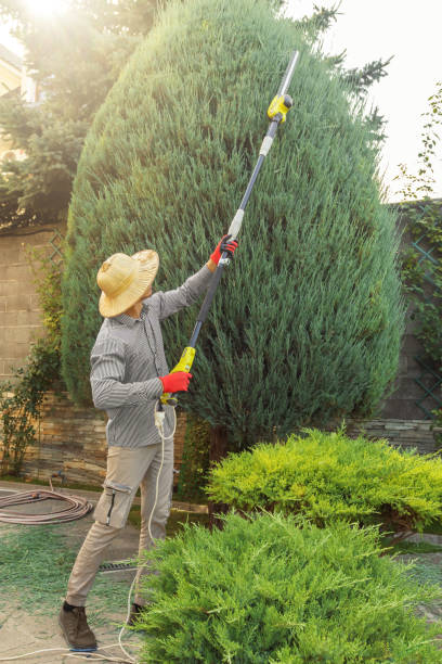 Best Tree Risk Assessment  in Coto De Za, CA