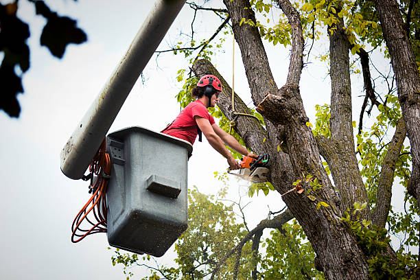 Best Root Management and Removal  in Coto De Za, CA